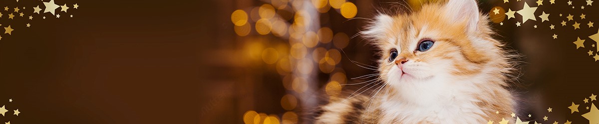 christmas hub banner